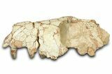 Fossil Hyaenodon Partial Skull - South Dakota #342200-2
